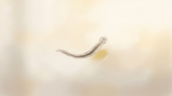 A planarian flatworm in soft watercolour