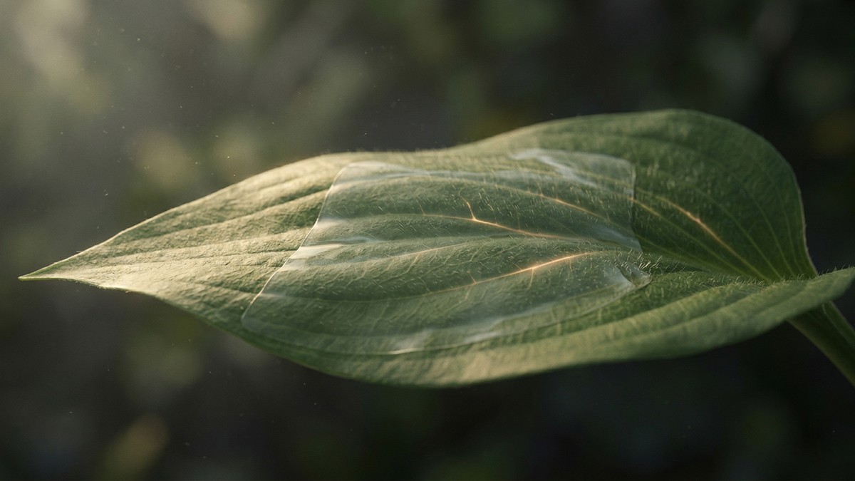 A living leaf carrying a transparent nanofilm sensor while faint electrical traces move through its veins
